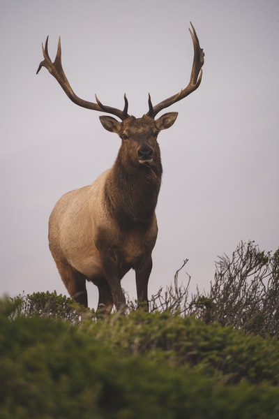 brown deer on green grass during daytime